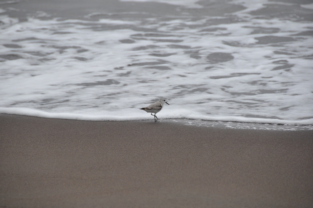 costa rica wildlife, pacific-033.JPG - SANDERLING - CARRIBEAN COSTA RICA - DRY/WET SEASONS